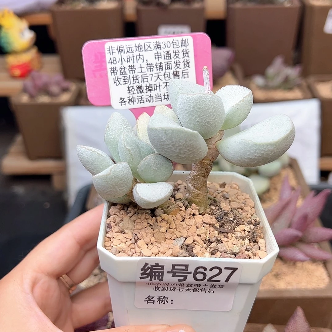 627白雪公主多肉植物