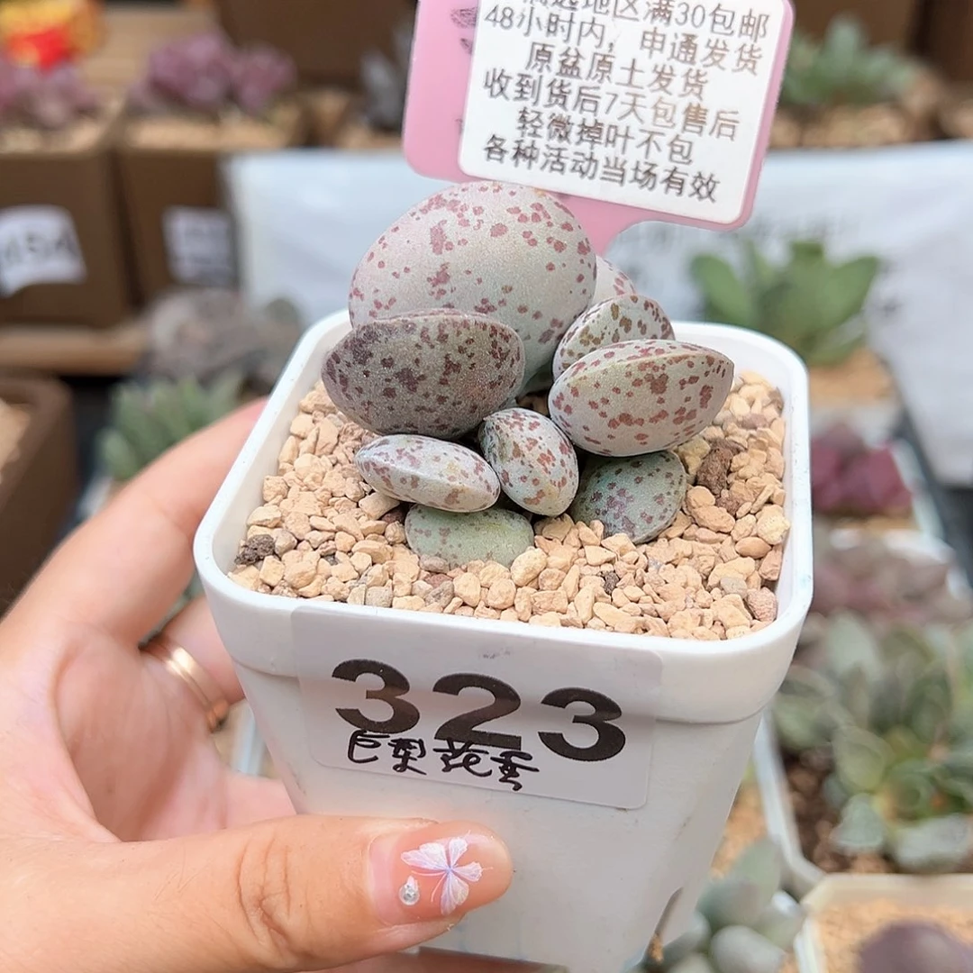 323巨型花蛋多肉植物