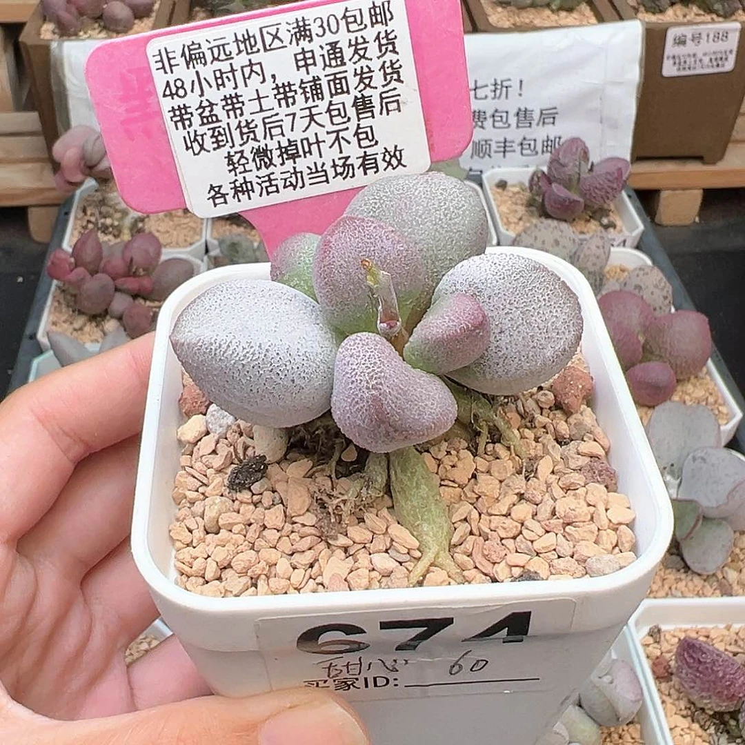 674甜心多肉植物