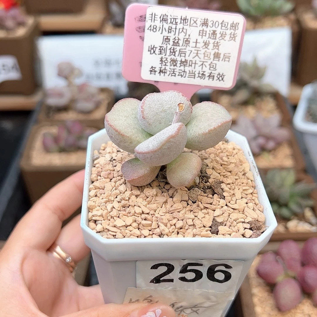 平**水256没名蛋多肉植物