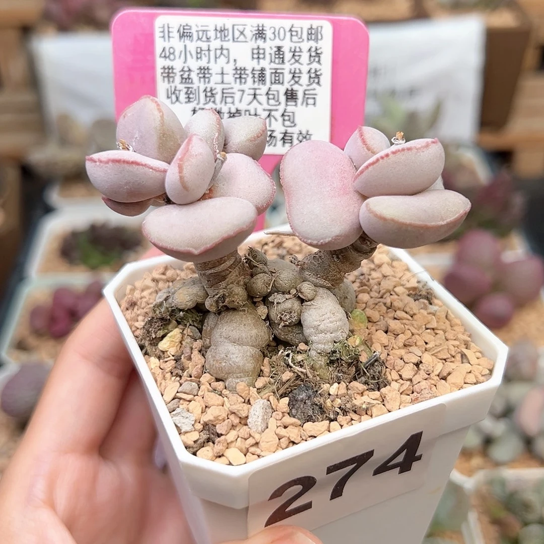 274白肌红蛋多肉