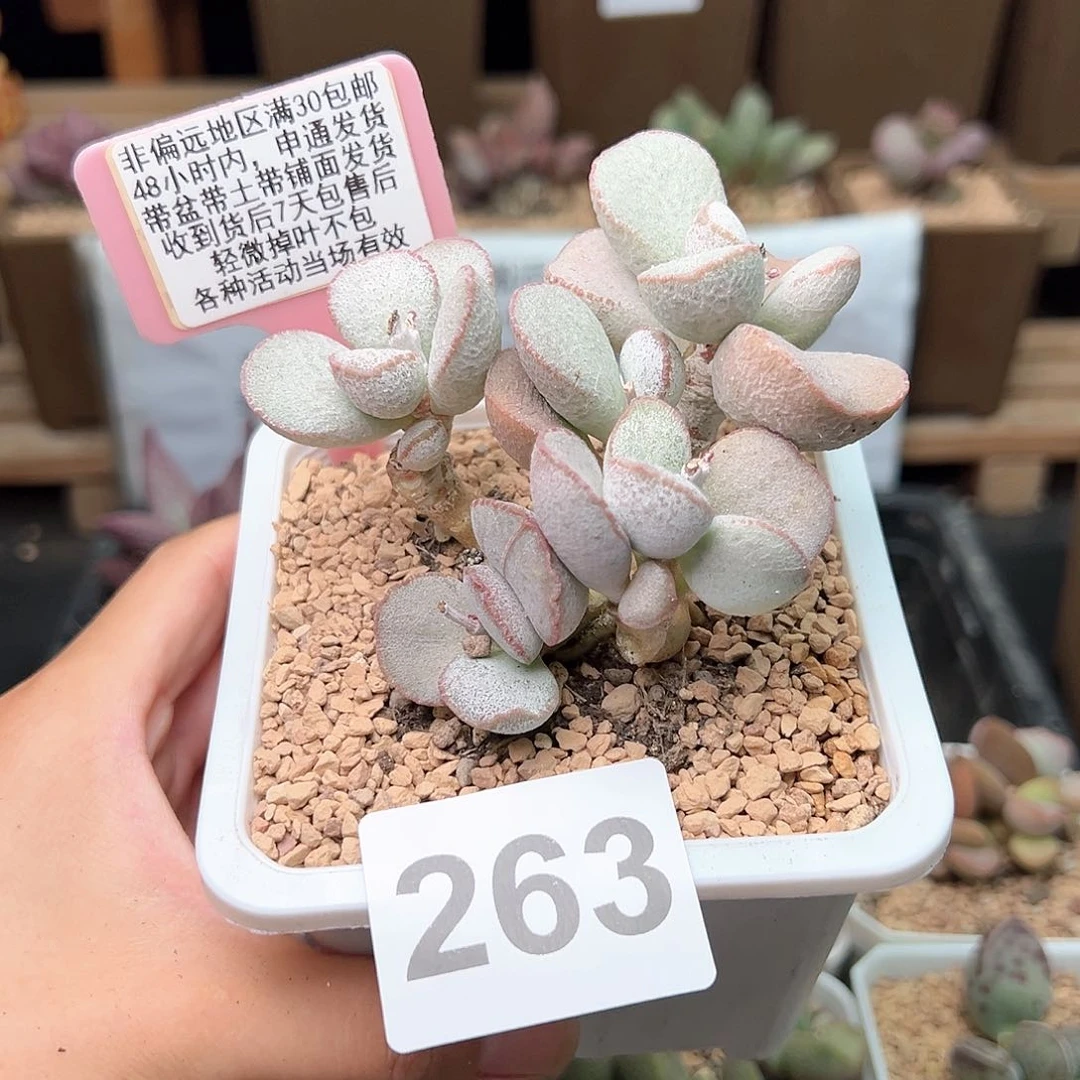 263春彩多肉植物