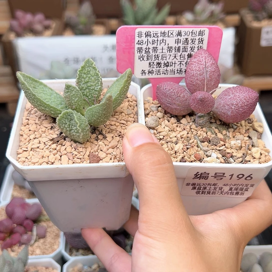 196绿皮服部多肉