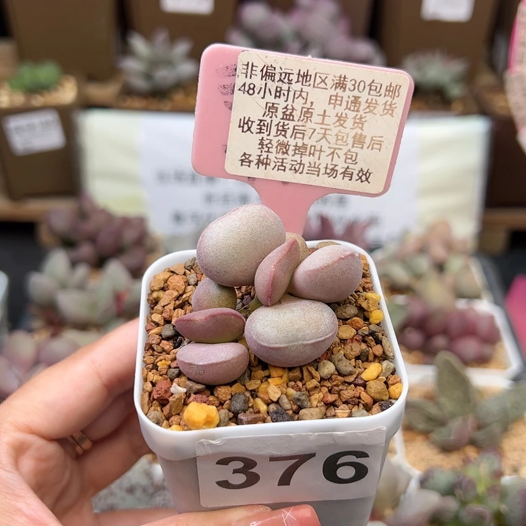 376白肌红蛋多肉植物