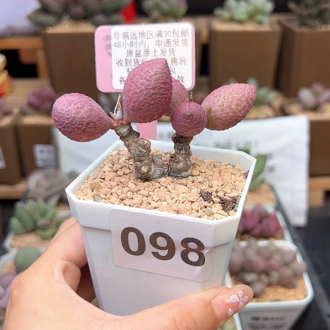 山**兮098服部多肉植物