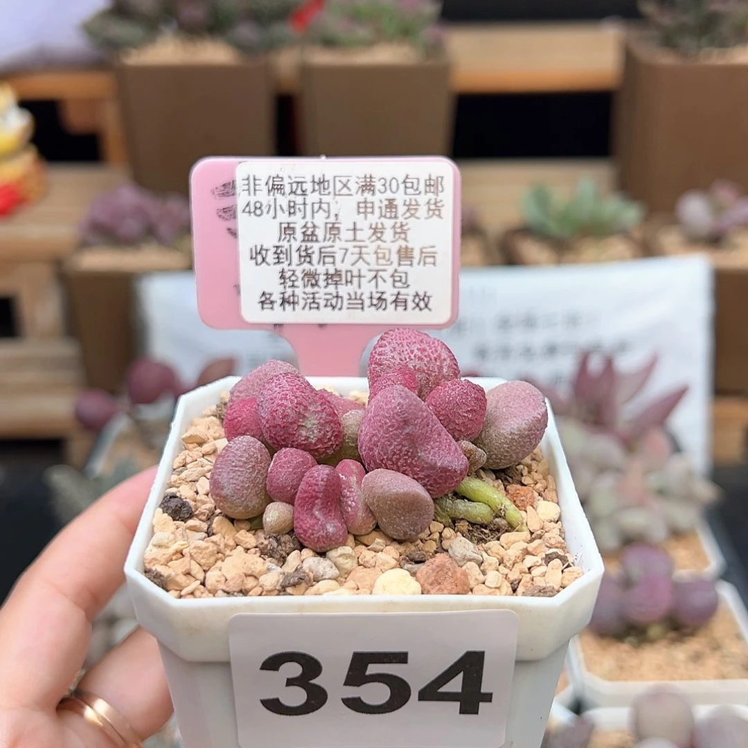 354夏娃多肉植物