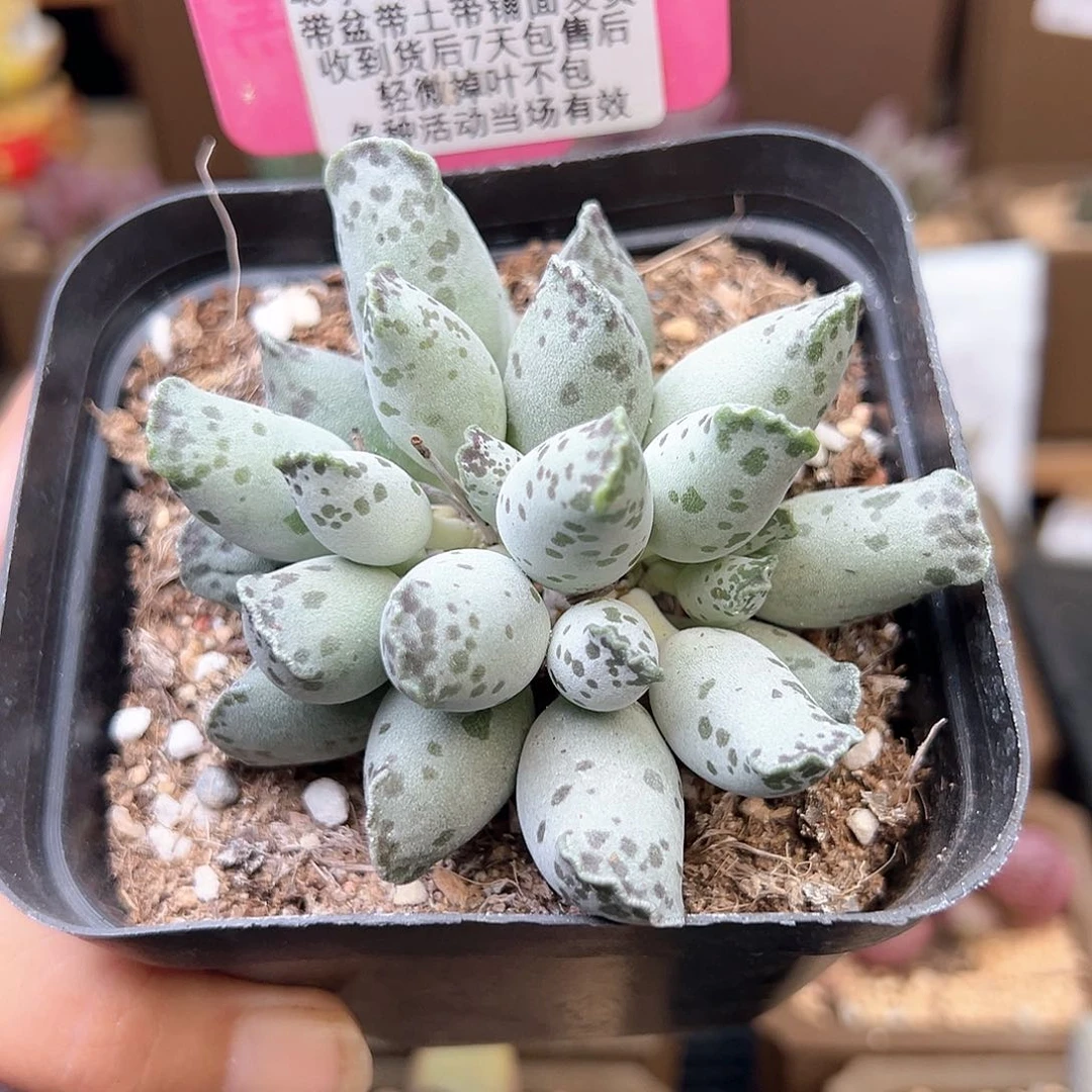 752白肌海豹多肉