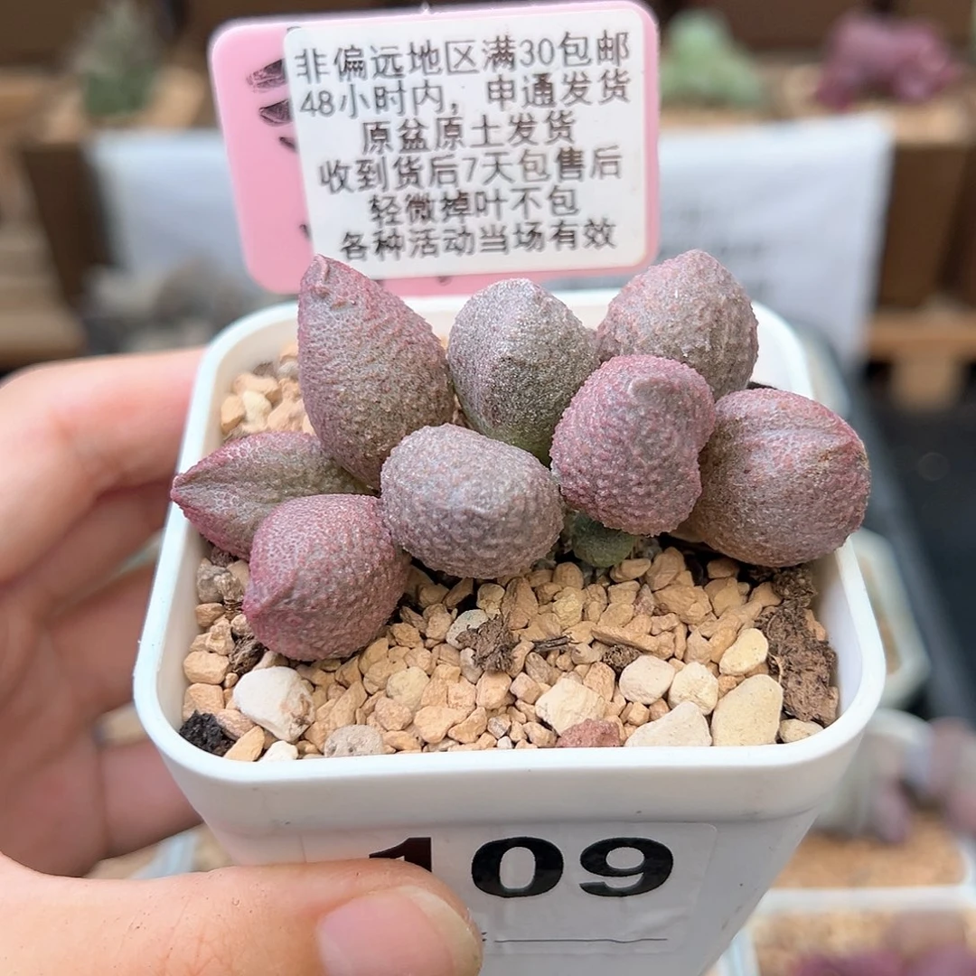 ?***n109红粉哈莫杂多肉