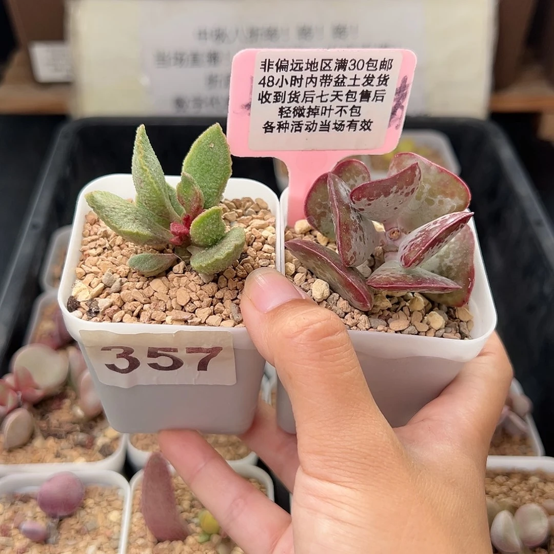 357爱丽丝爱心多肉