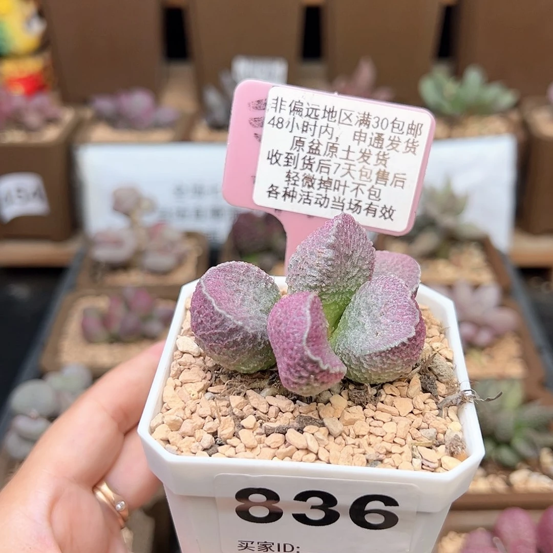 836哈默猪肝多肉植物