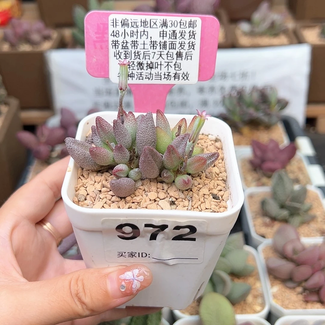 伸****爱972小红嘴多肉植物