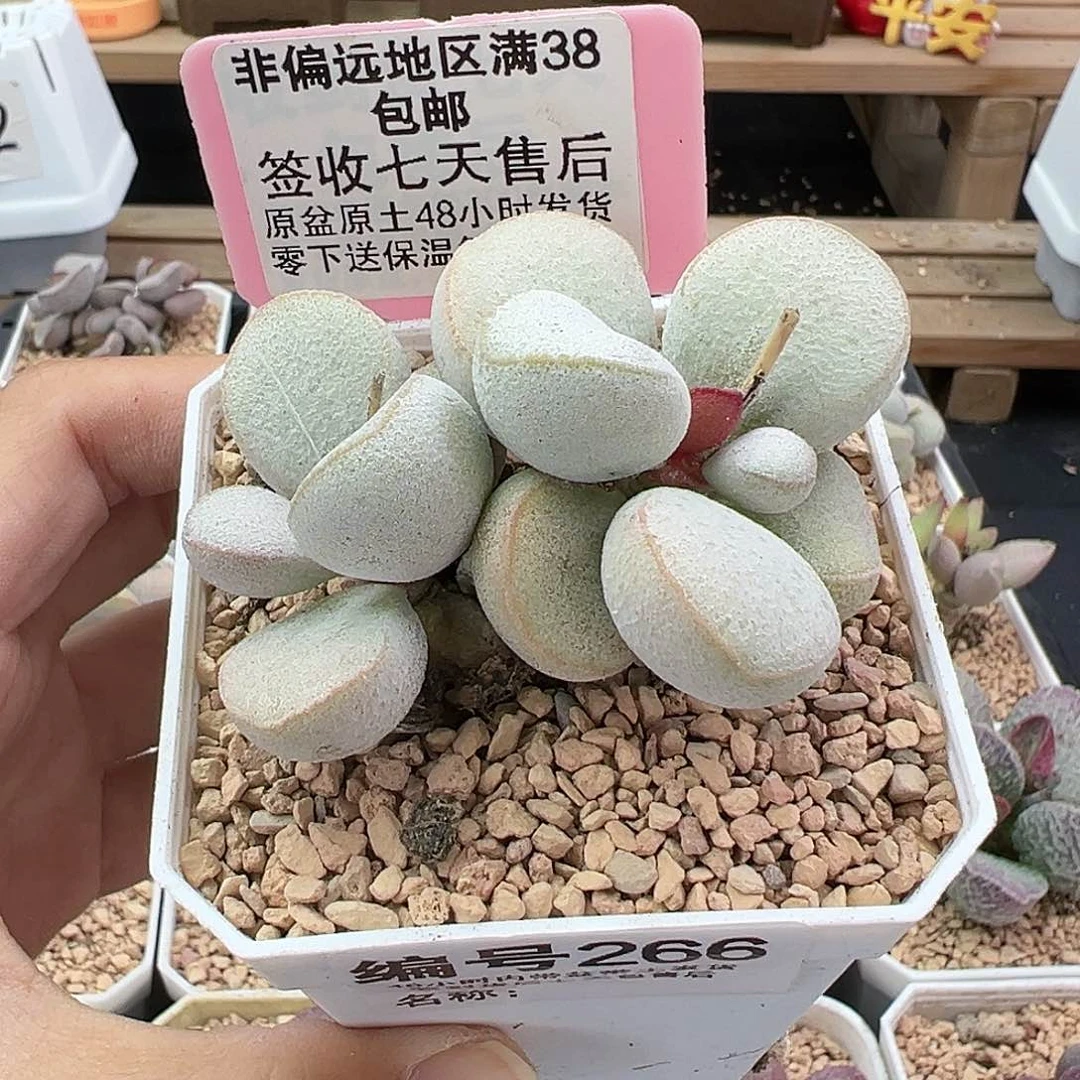 266白雪公主多肉