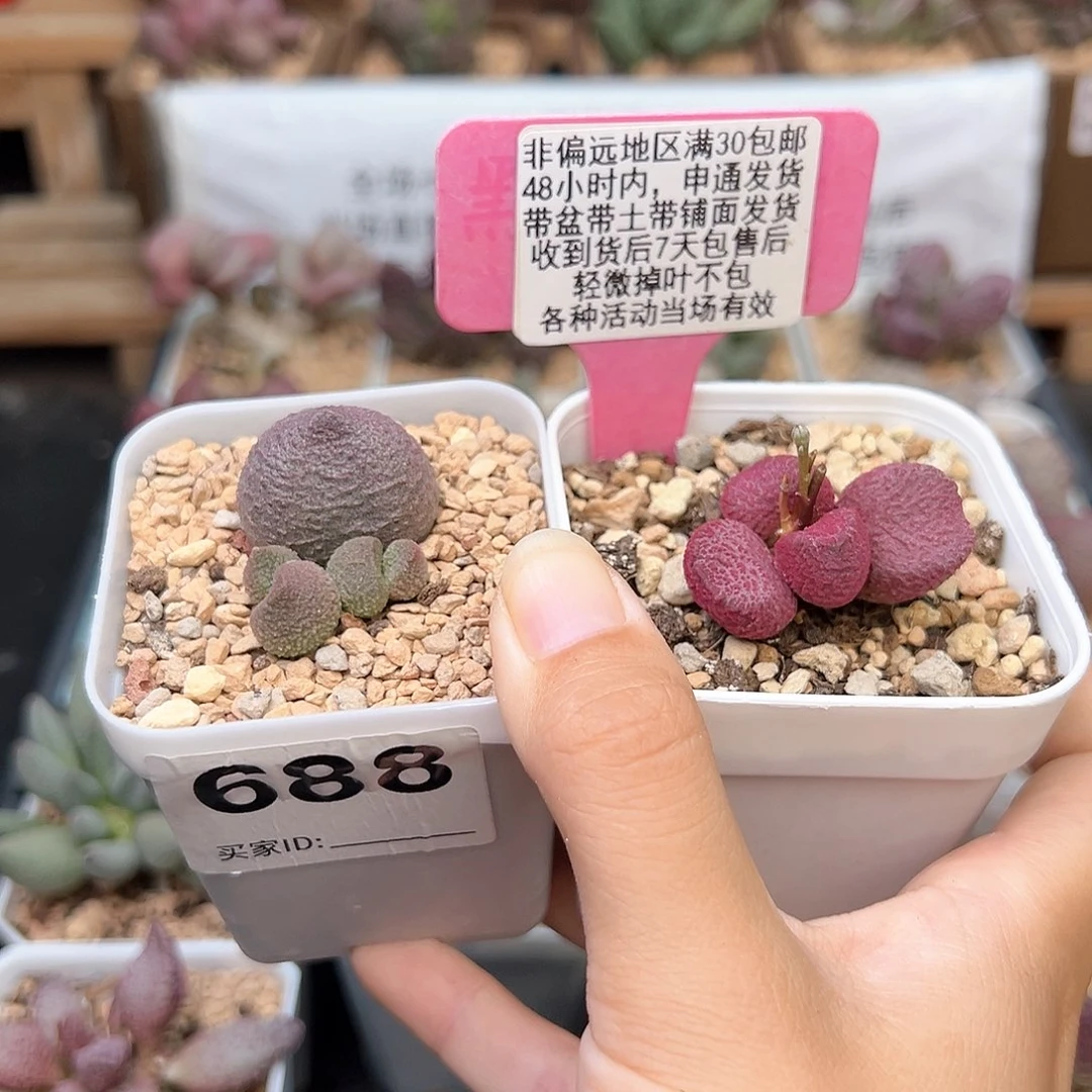 688水蜜桃夏娃多肉