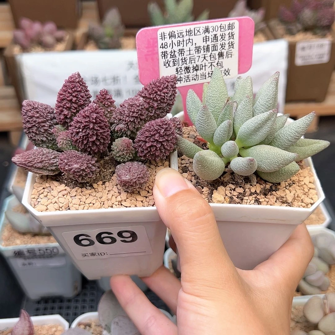 669朱紫玉大红嘴