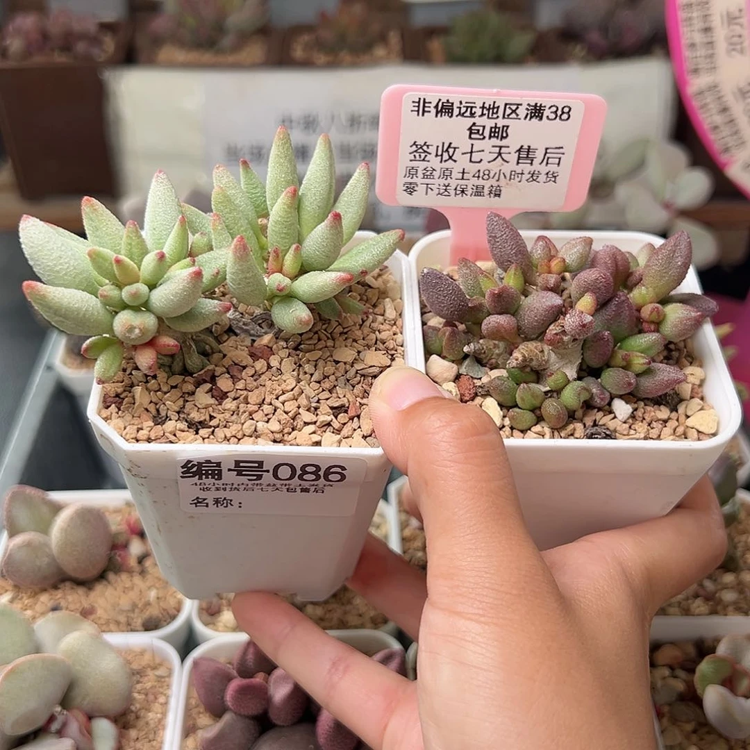 086大红嘴小红嘴