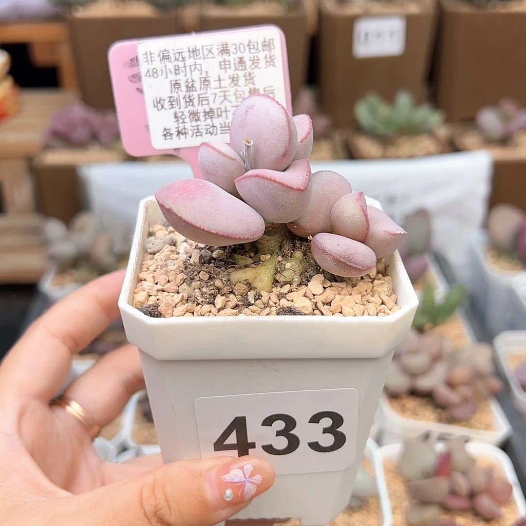 Q****聊433白肌红蛋多肉植物