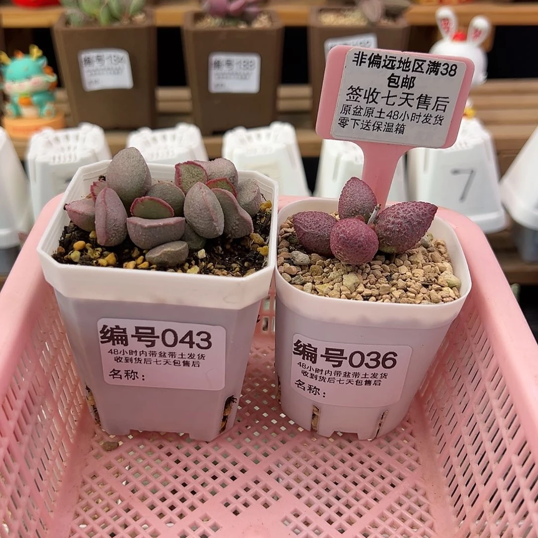 绮*043暖阳糖果多肉植物