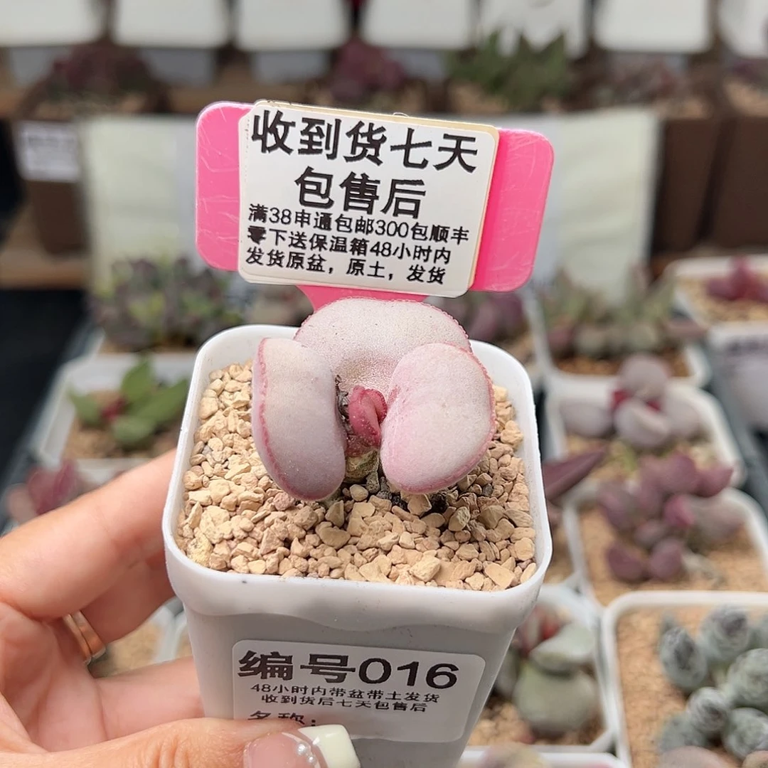 016白肌红蛋多肉植物