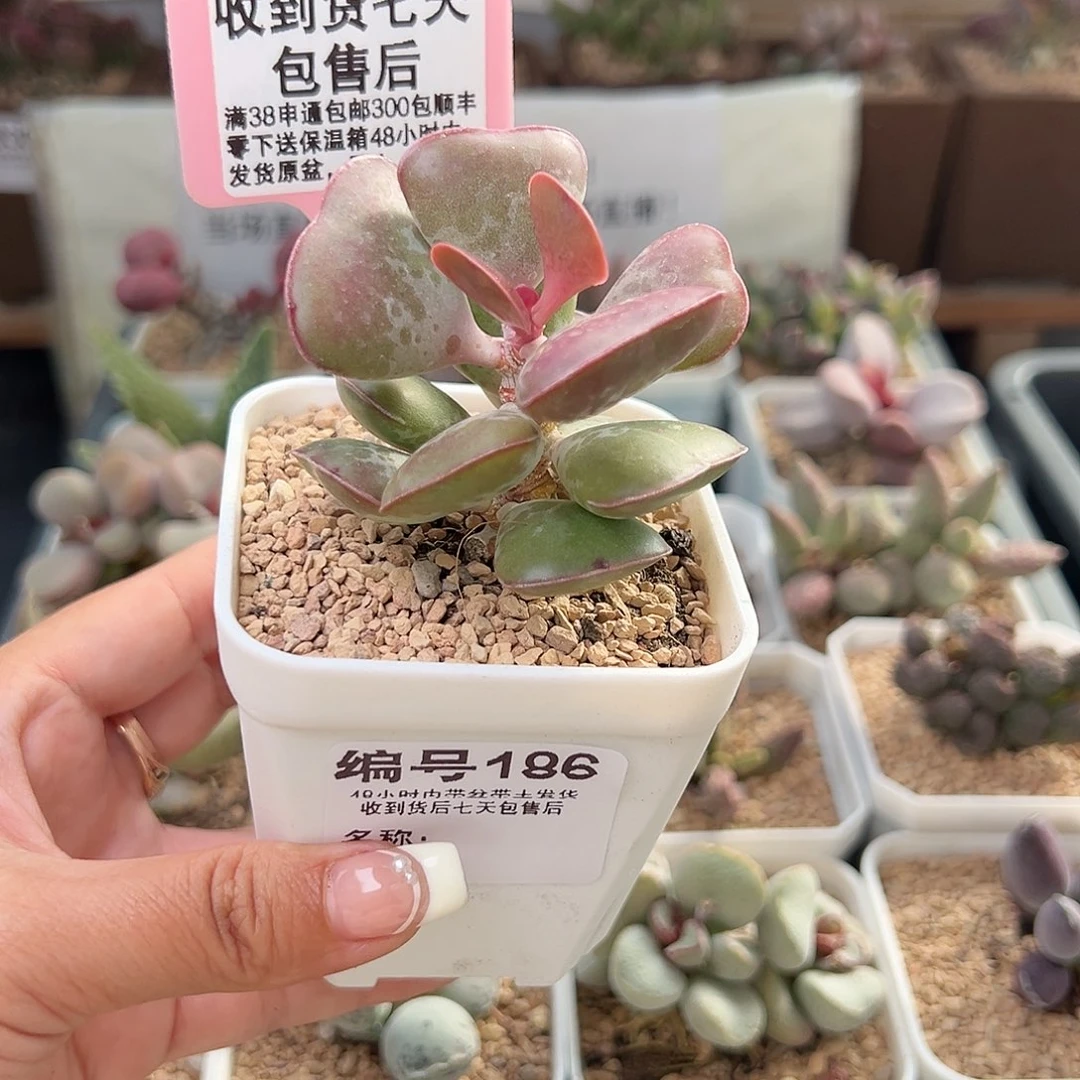 ༞186爱心多肉植物
