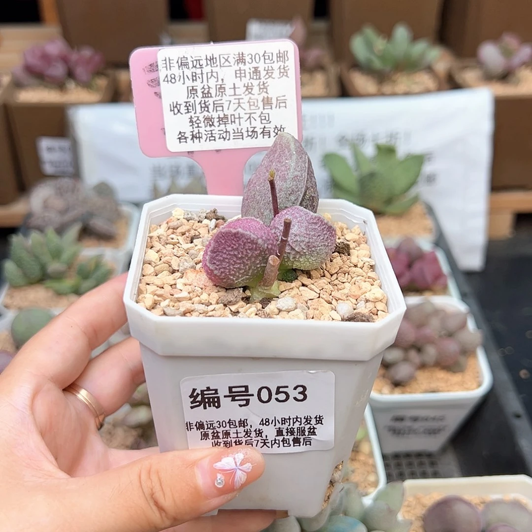 R****n053哈默猪肝多肉植物