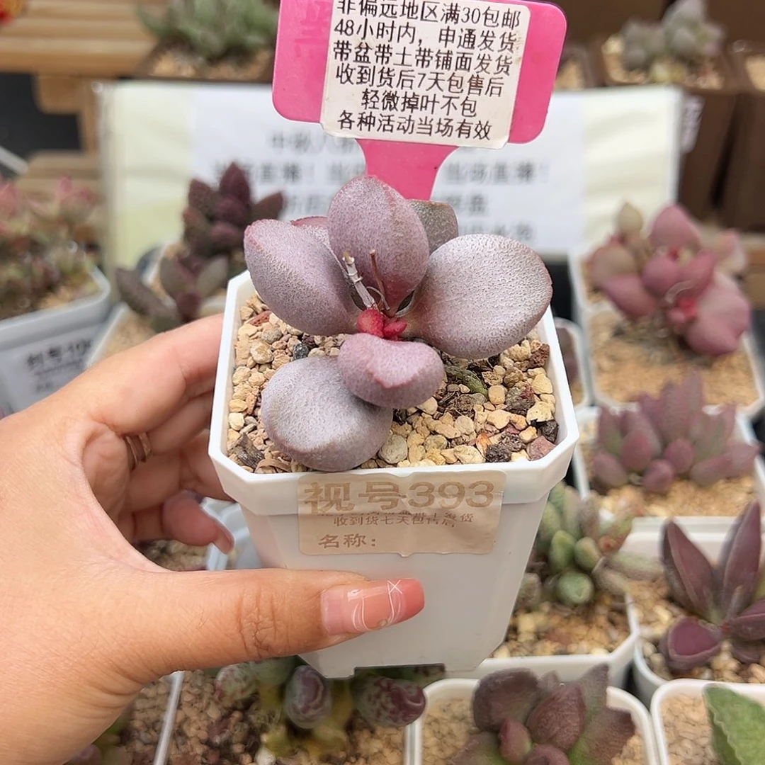 393甜心多肉植物