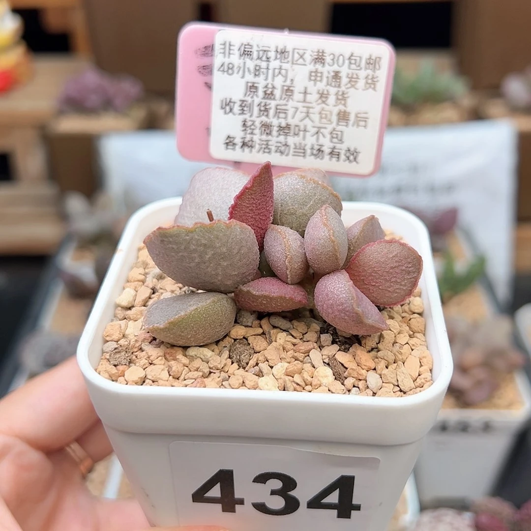 434妖姬多肉植物