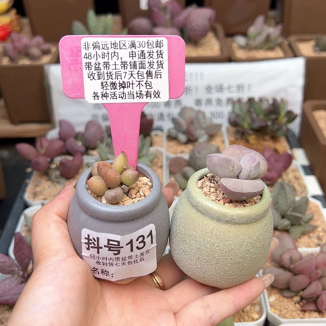 131小红嘴德系紫蛋多肉植物