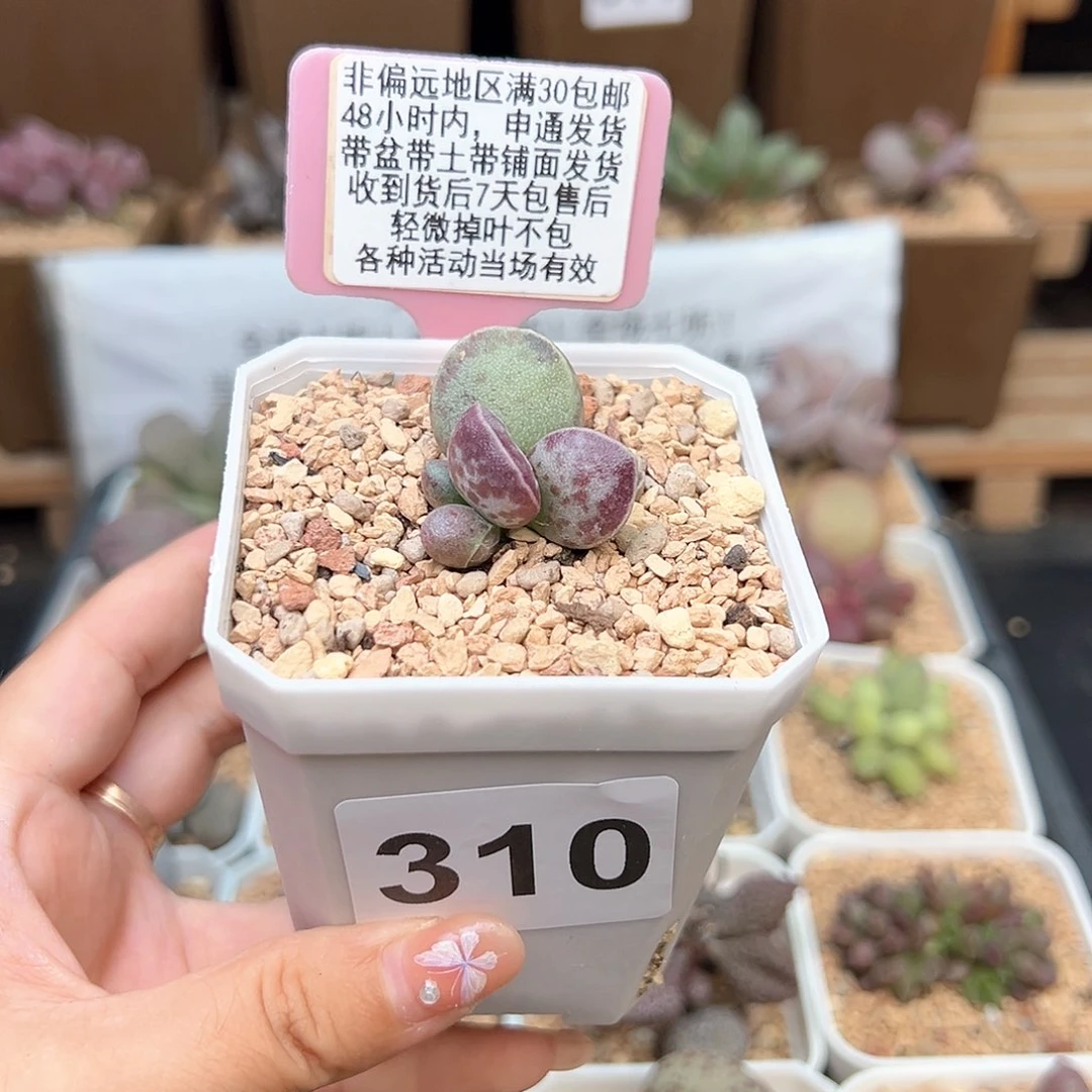 310艾薇蛋多肉植物