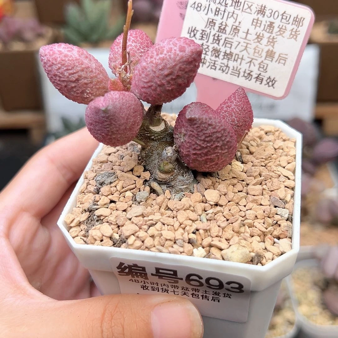 693服部多肉植物