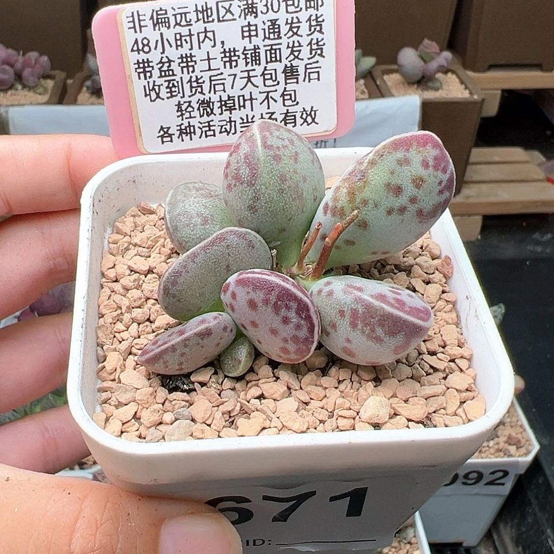 南*～671艾薇多肉植物