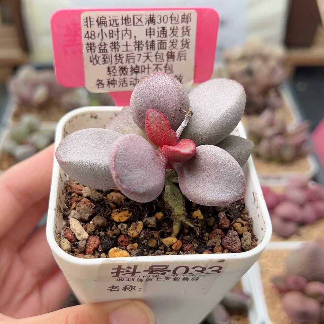 033甜心多肉植物