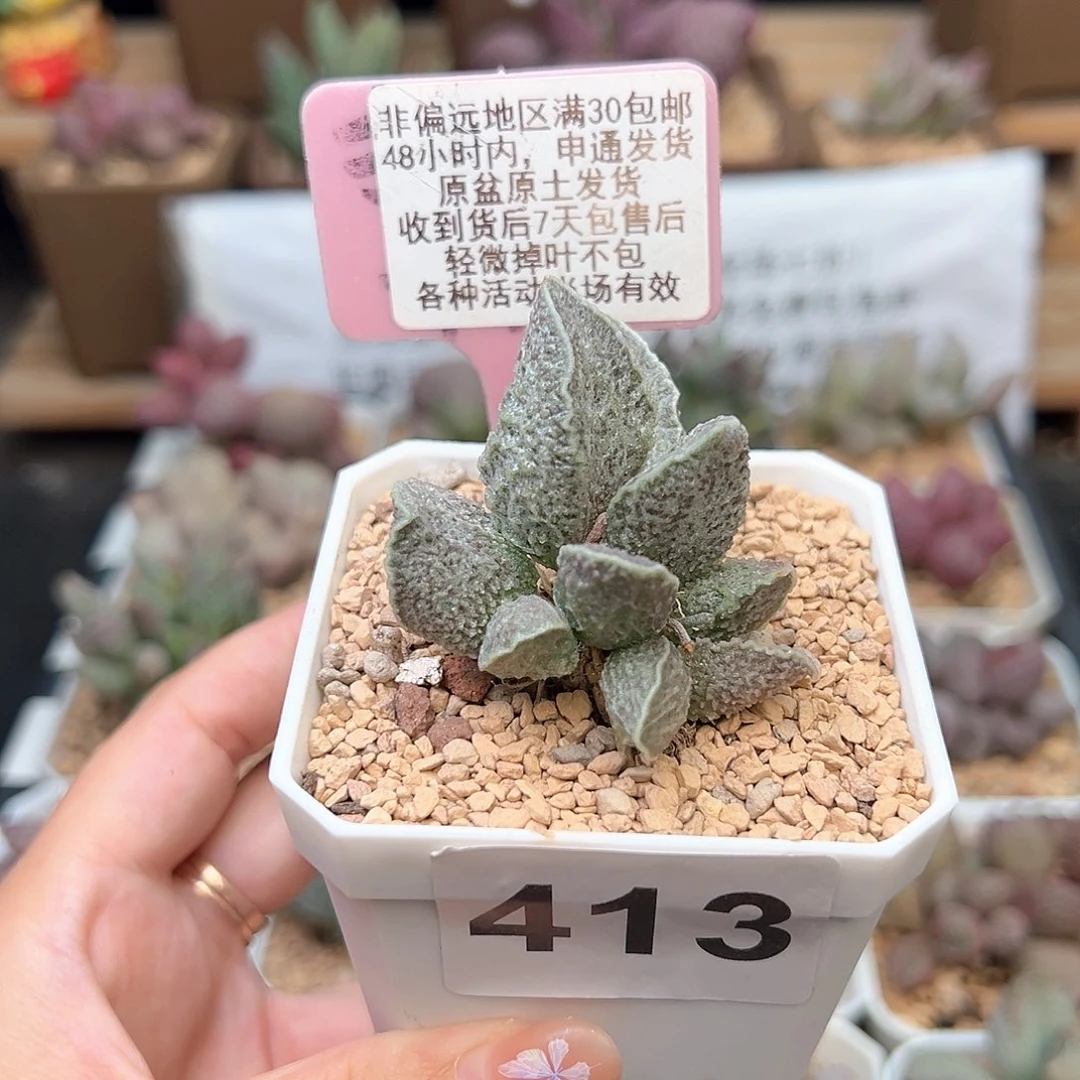 413酒红猪肝多肉植物