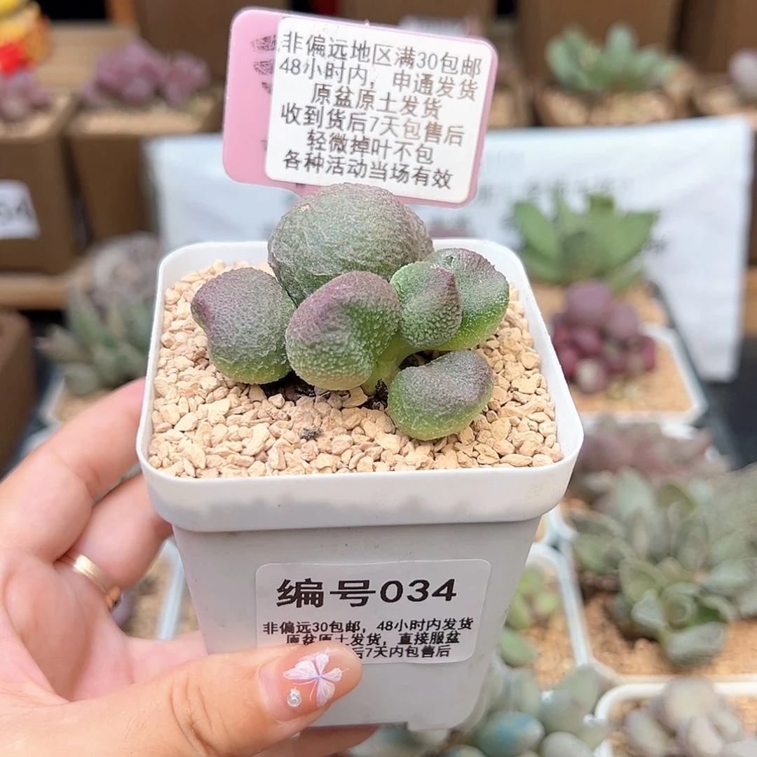 辉*~034水蜜桃多肉植物