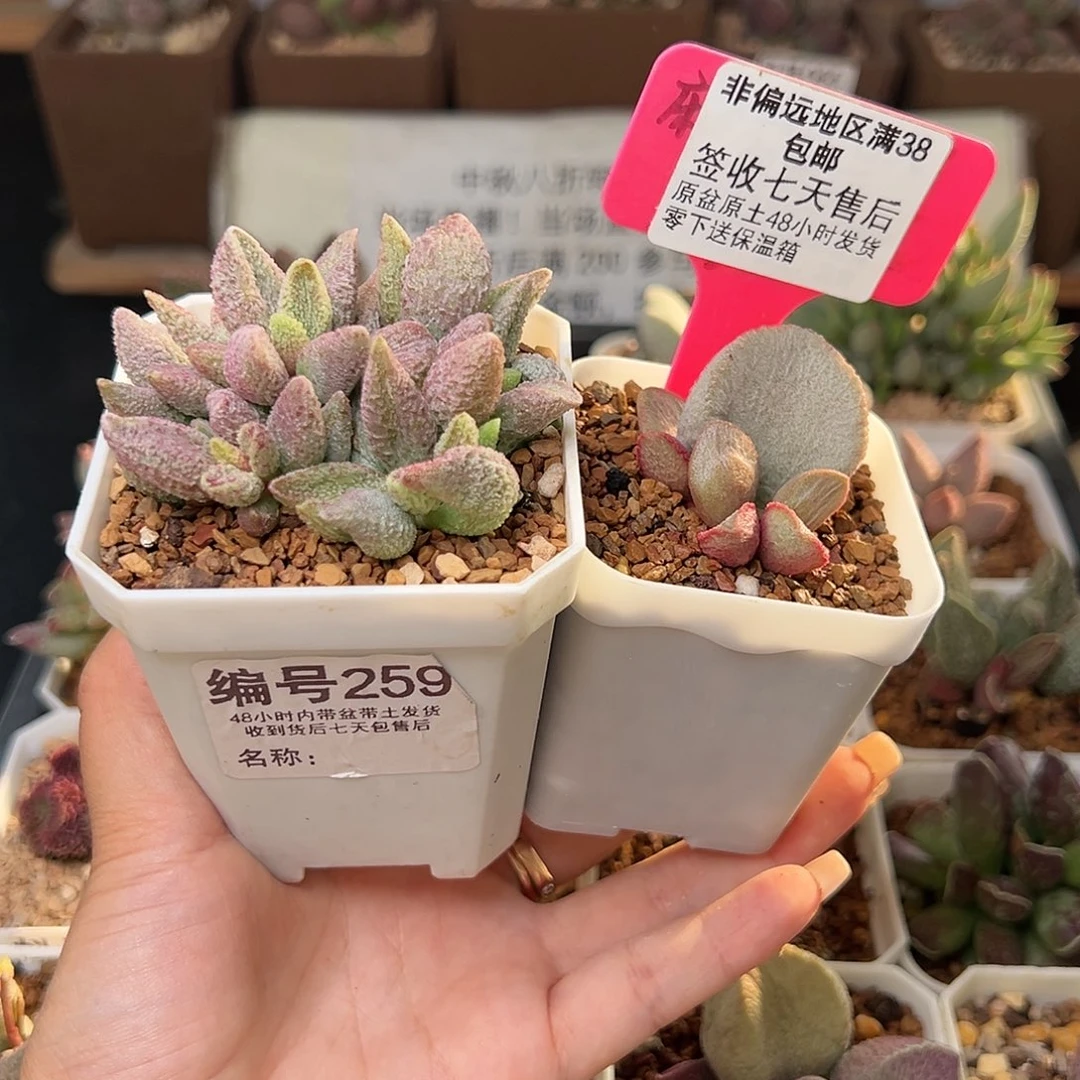 ๓****丶259七彩仙女900号磨砂蛋多肉植物