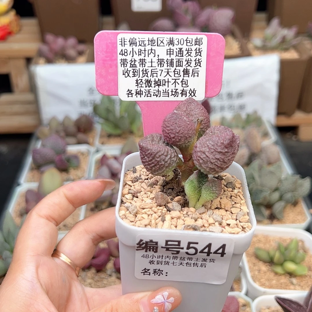 544水蜜桃多肉植物