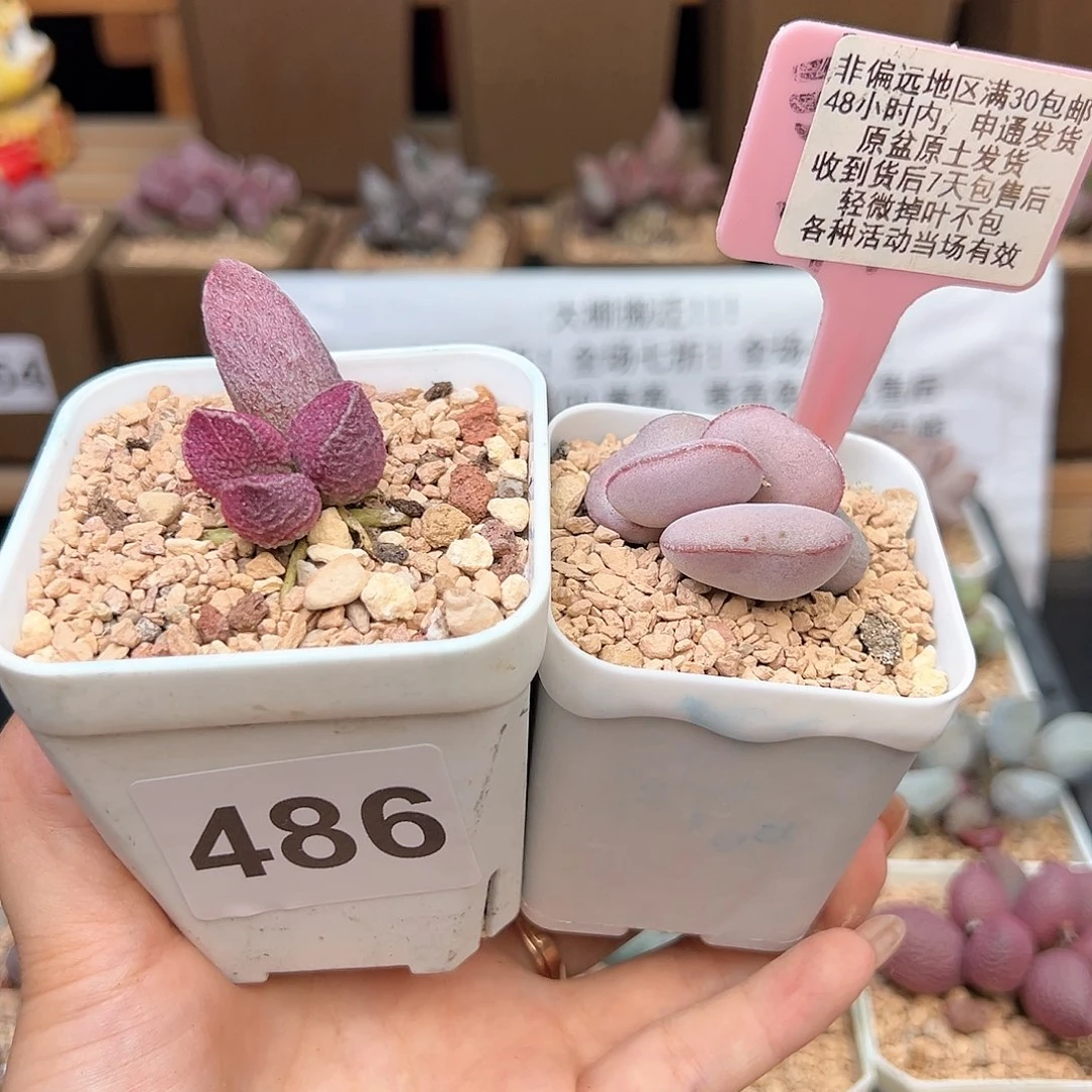 486哈默猪肝白肌红蛋多肉植物