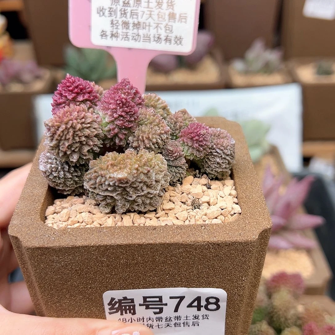 748朱紫玉多肉植物