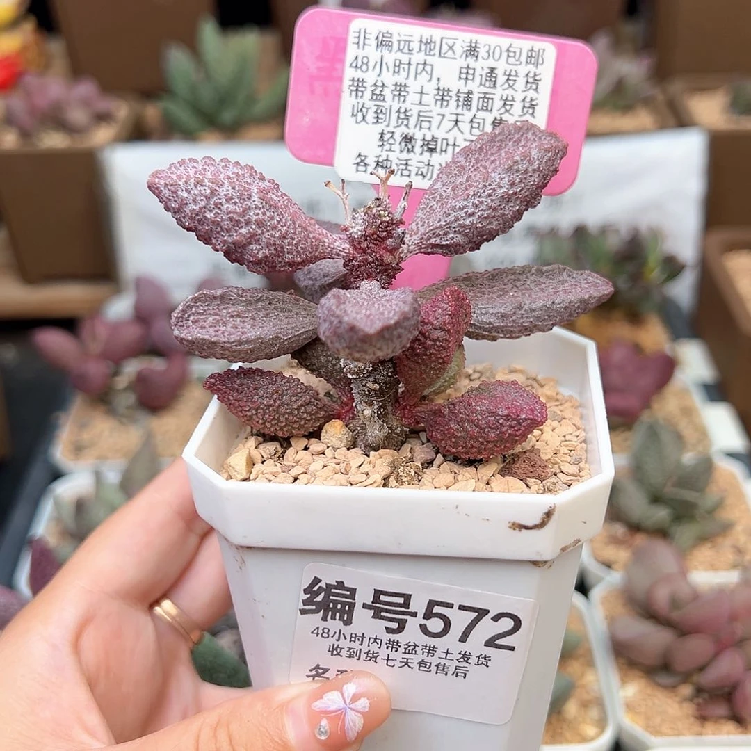 572猪舌多肉植物
