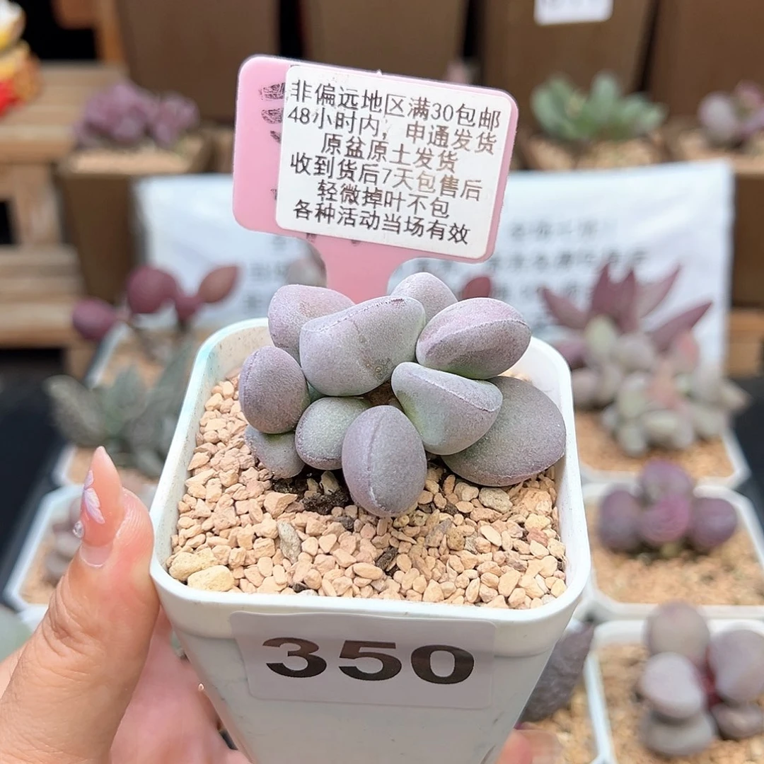350球球紫蛋多肉植物