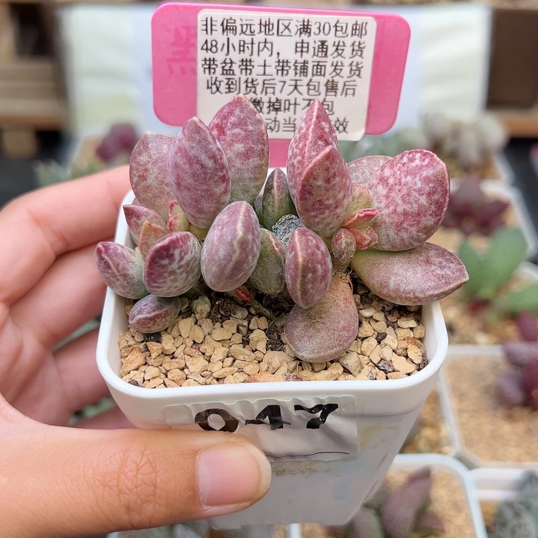 047红舒提爱掉叶