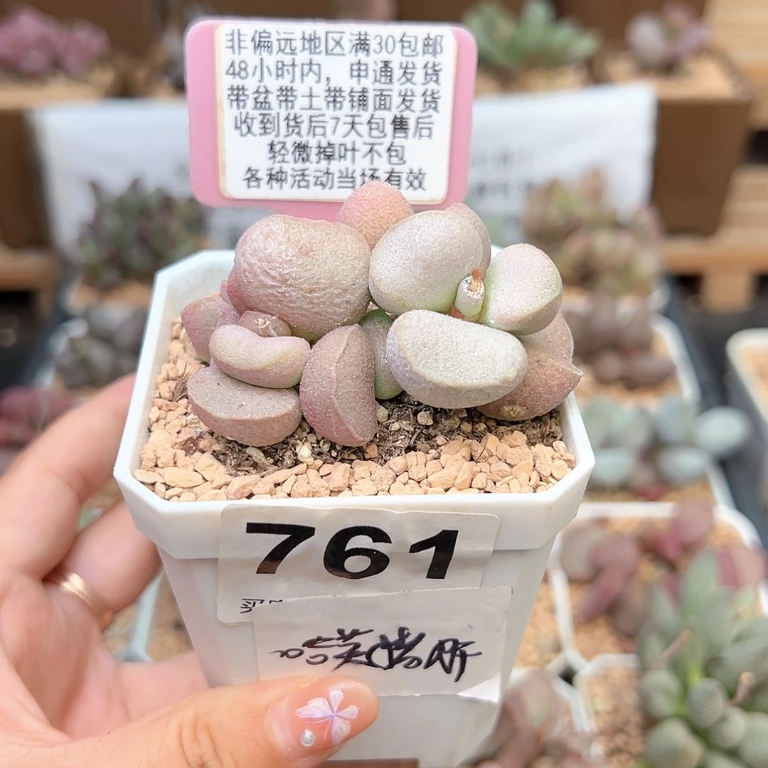 761黛安娜多肉植物