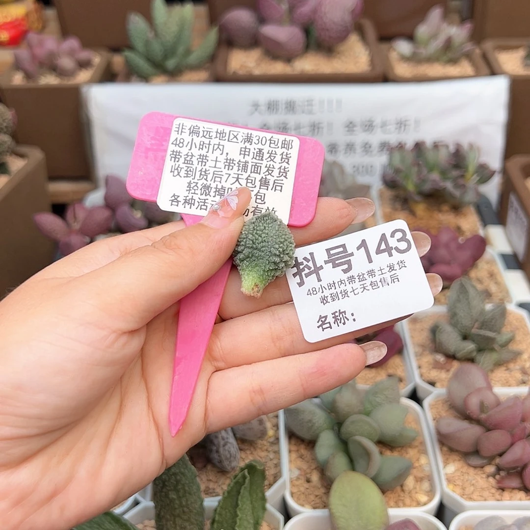 z*143洛斯叶子多肉植物