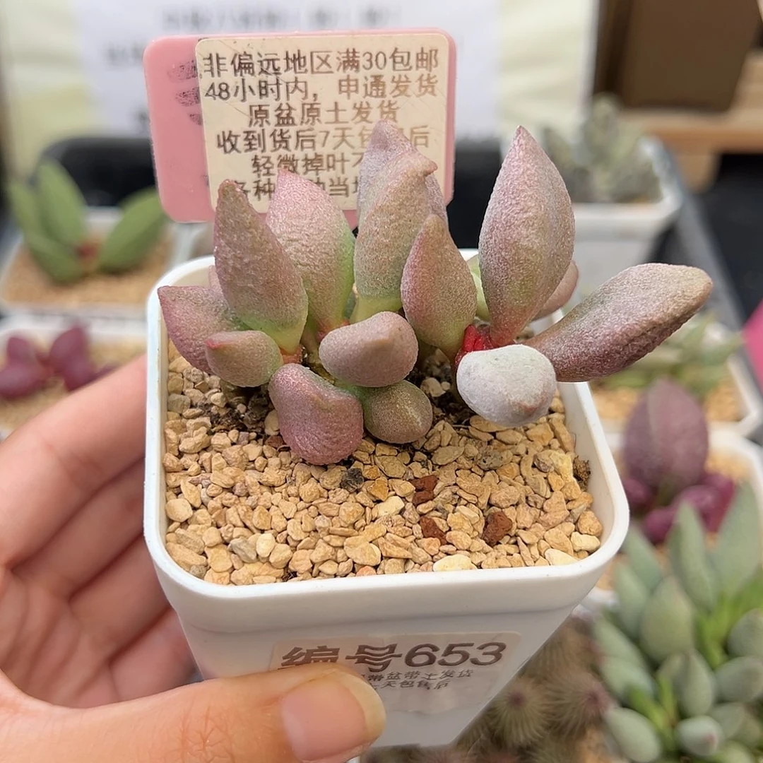 653哈弗多肉植物