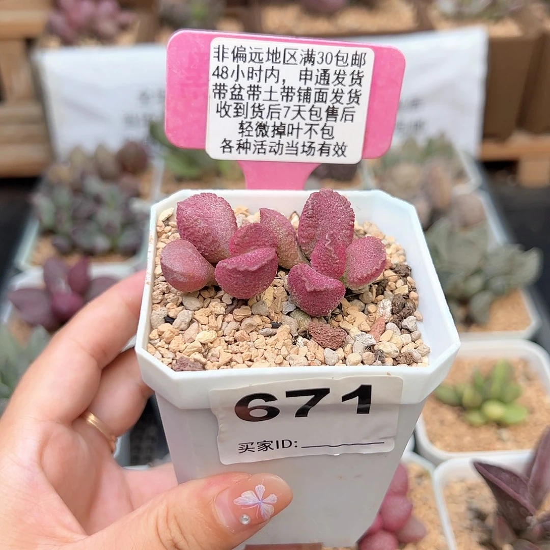671赛猪肝多肉植物