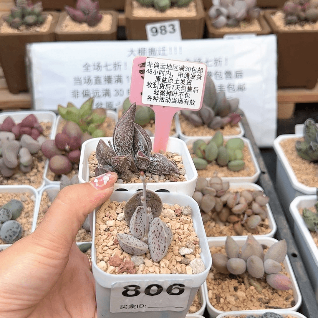 806花肌愣叶蝴蝶马丁多肉植物