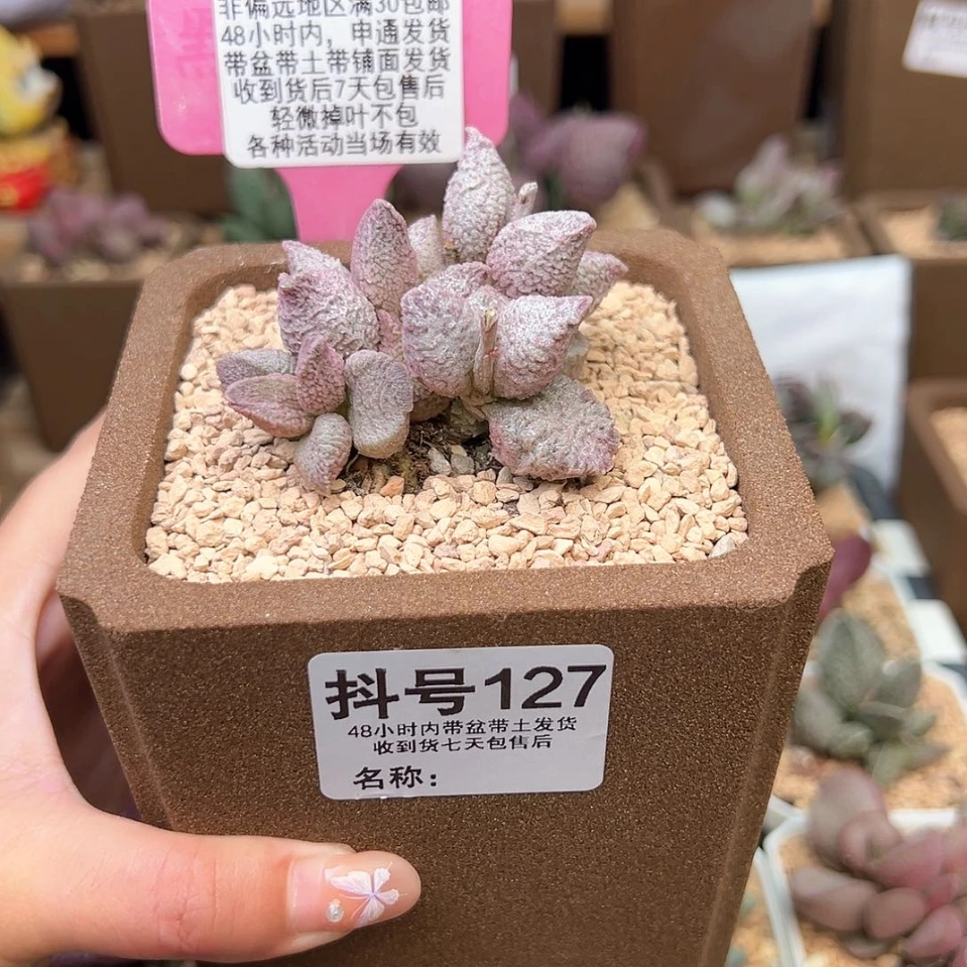 127融化纹猪肝多肉植物