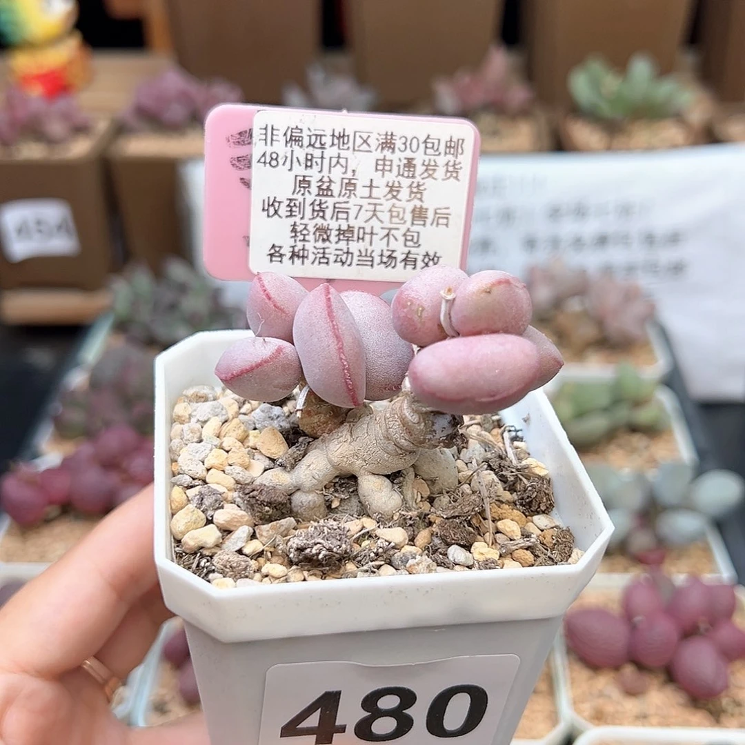 480白肌红蛋多肉植物