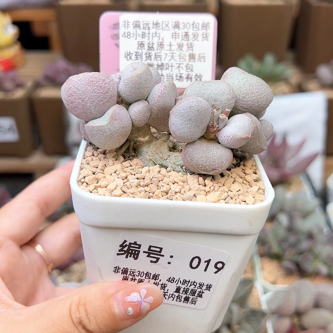 019黛安娜多肉植物