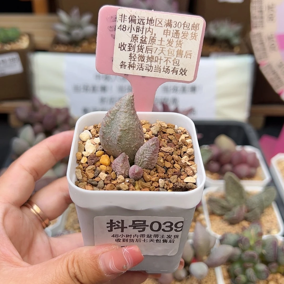 039融化纹冰淇淋多肉植物