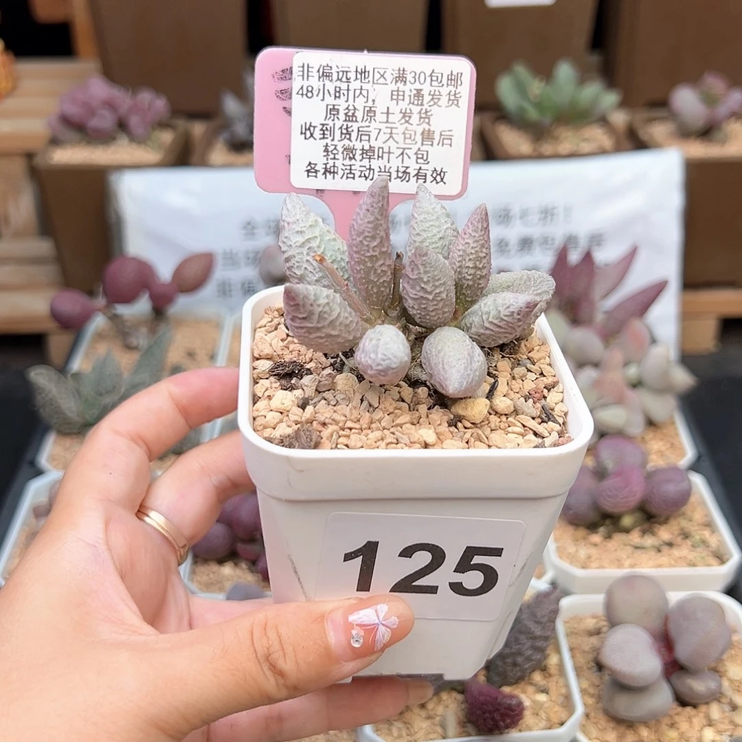 吴****5125融化纹冰淇淋多肉植物
